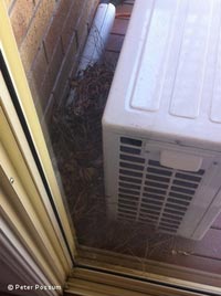 Poss nest on balcony Poss nest on balcony