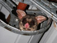 A possum living in a roller door A possum living in a roller door