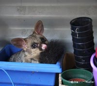 Possum sleeping on deck