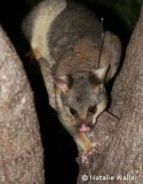 Possum With Radio Tracking Collar Possum With Radio Tracking Collar