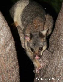 Possum With Radio Tracking Collar