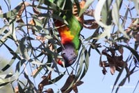 A Rainbow Lorikeet feeding