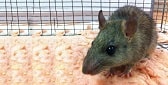 Rats Removal Brisbane