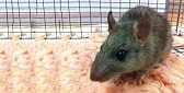 Rats Removal Brisbane