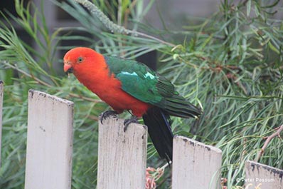 Red Parrot