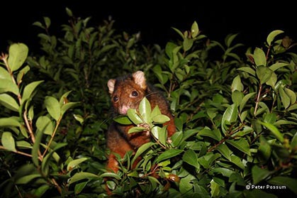 Ringtail Possum Ringtail Possum