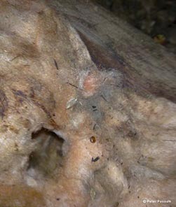 Tunnel Made By a Rat Tunnel Made By a Rat