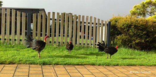 Turkeys Warming In the Sun