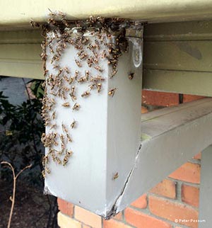 Wasps Making Nest