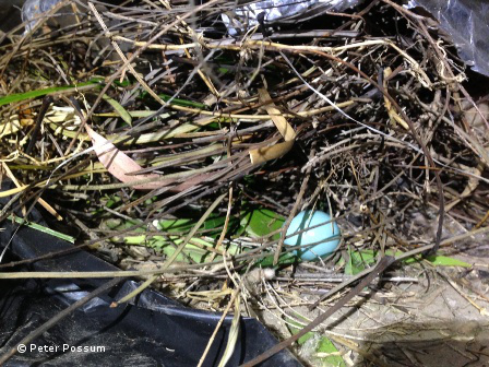 Indian Myna nest and eggs