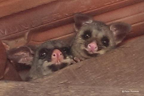 Two possums living in a house before we did possum removal