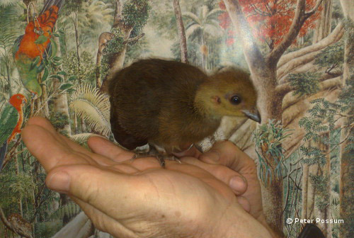 Baby Scrub Turkey