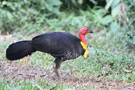 Brush Turkey Mounds