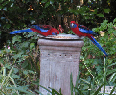 Feed Birds Station