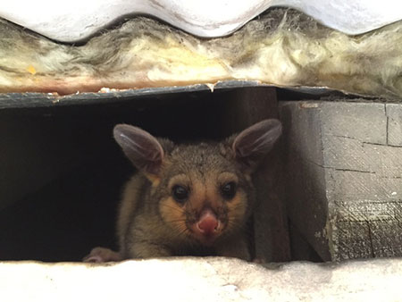 Possum In the Roof