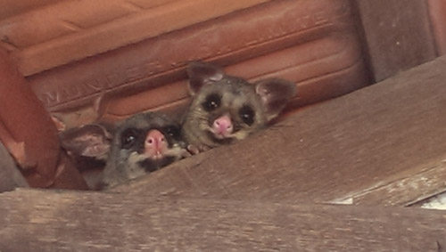 Possum Hidden In A House