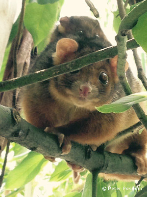 Possums Eating Plants