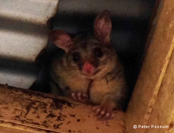 Cost To Remove Possum Cost To Remove Possum