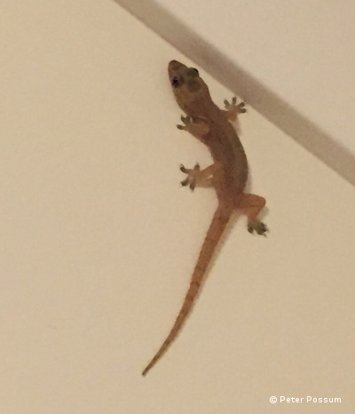 Geckoes