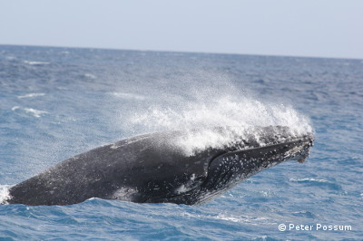 Humpback Whales Humpback Whales