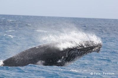 Humpback Whales