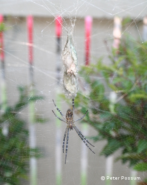 Spiders Spiders