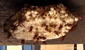 Wasp Nest Removal | Peter the Possum & Bird Man