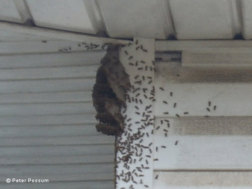 Wasp Nest Removal