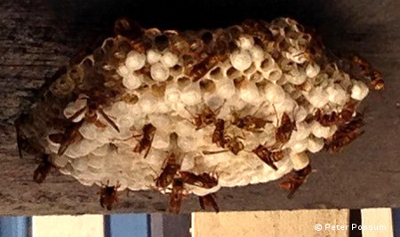 Wasp Nest Removal