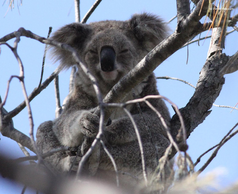 Family Wildlife Koala