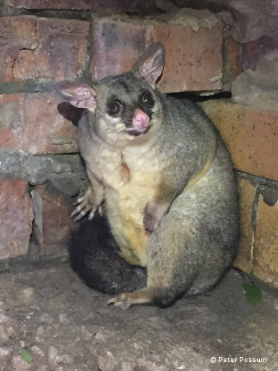 Possum in garage