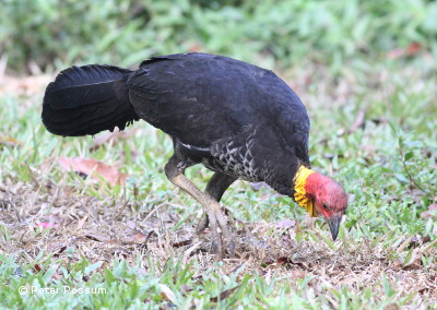 Oh NO, Its scrub turkey season