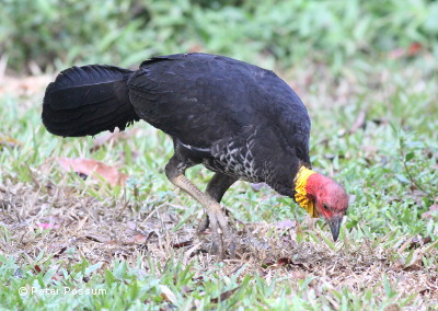 Oh NO, Its scrub turkey season