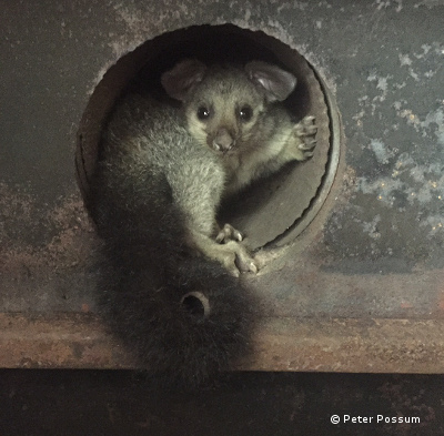 how to get rid of possums how to get rid of possums