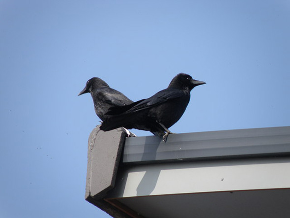 How to deter noisy crows?