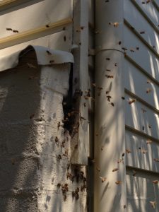 Honey bees in wall