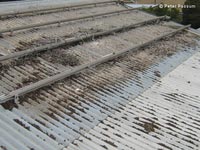 Pigeon droppings under solar panels