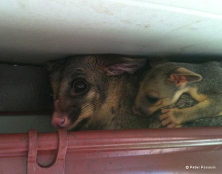 Baby and Mother rat removals