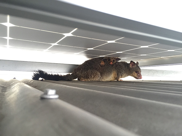 Solar Panel Possum