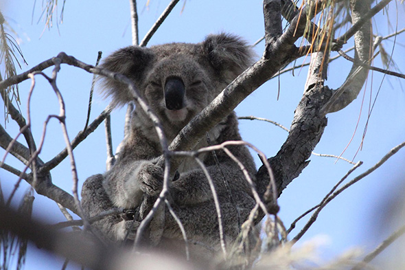 The Effects Of Bushfires On Native Wildlife