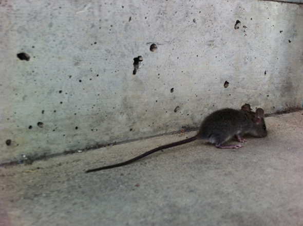 Mice Are Not Nice