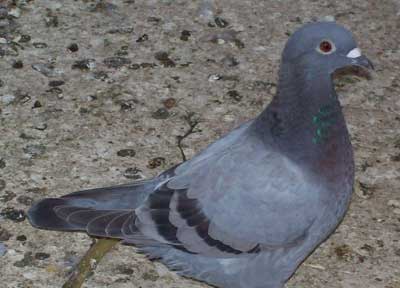 Feral Pigeons The Pests With a Homing Instinct