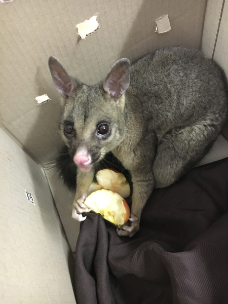 A cultured possum proves to be a junkie