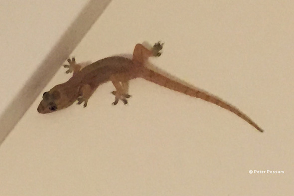 Geckoe