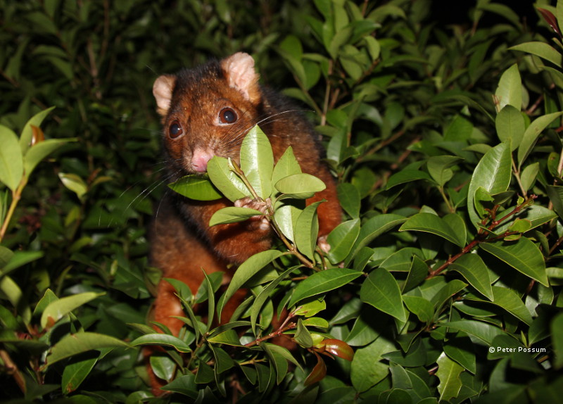 possums eating plants