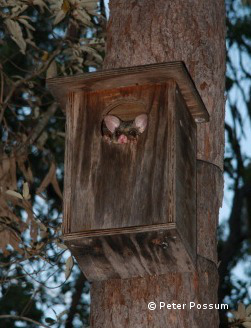 possum box