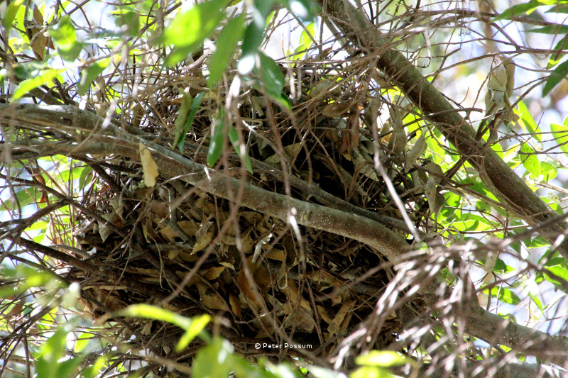 possum nest