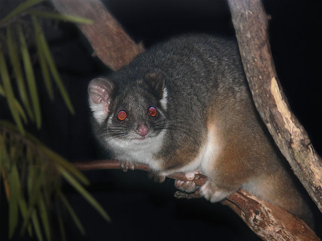 Ringtail Possums