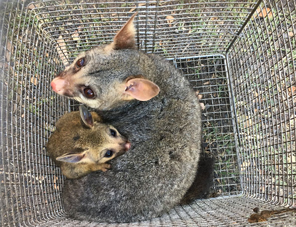 Possums in Cage