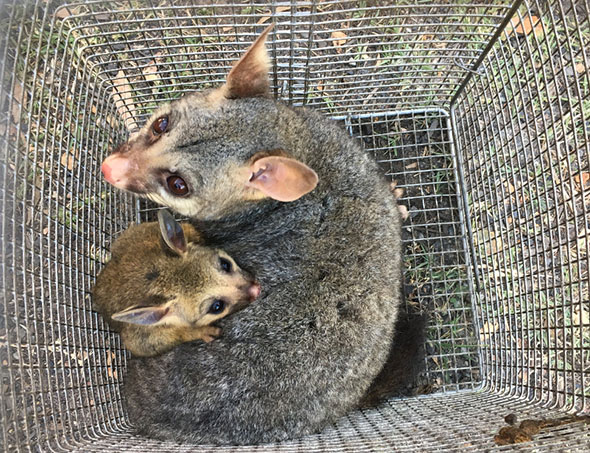 How to Make a simple Possum Trap 